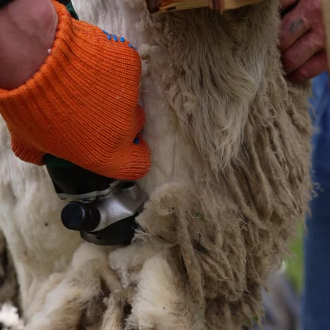 farmer's hands in gloves shearing sheep. electric clipper is cutting wool from the sheep. close-up. ecological production of wool