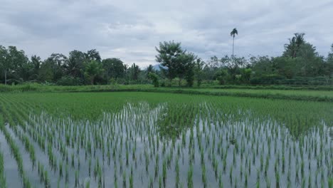 Disparo-Aéreo-De-Un-Dron-Volando-Bajo-Sobre-Arrozales-En-Ubud-Bali-Con-El-Cielo-Reflejado-En-El-Agua