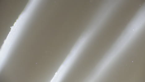 primo piano di spore tra le branchie di un fungo
