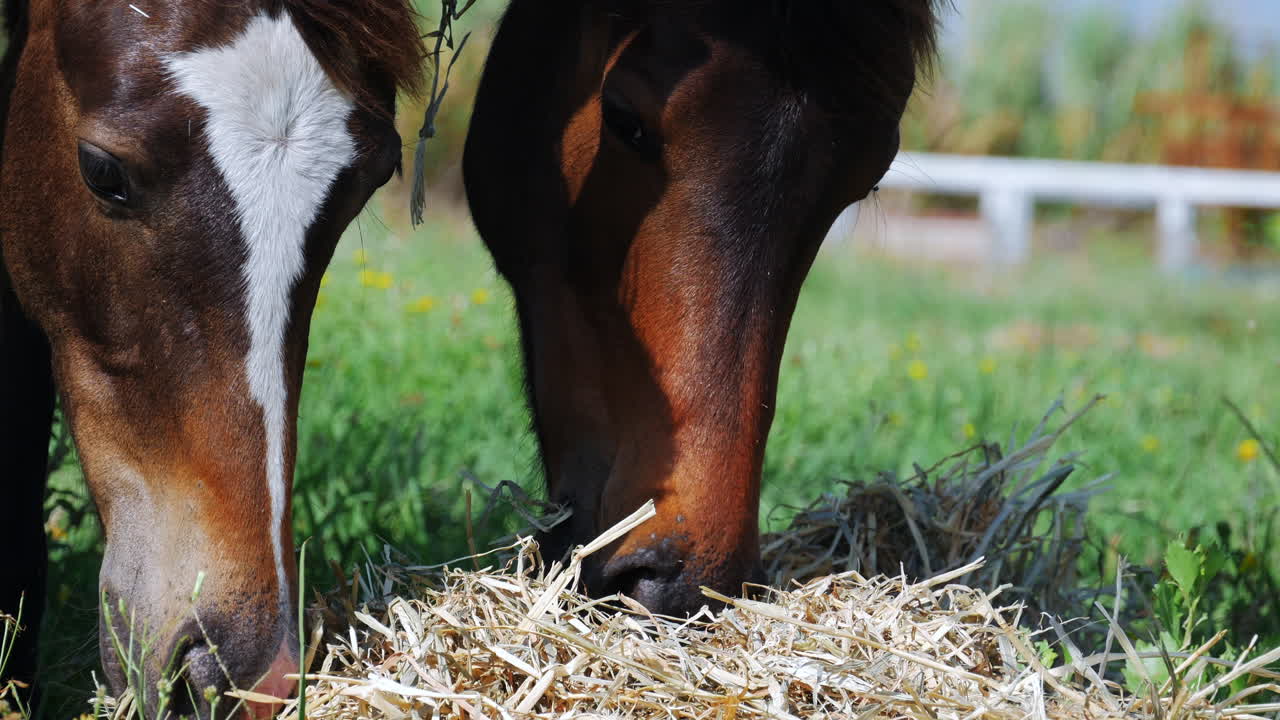 Close head shots of three horses grazing on hay