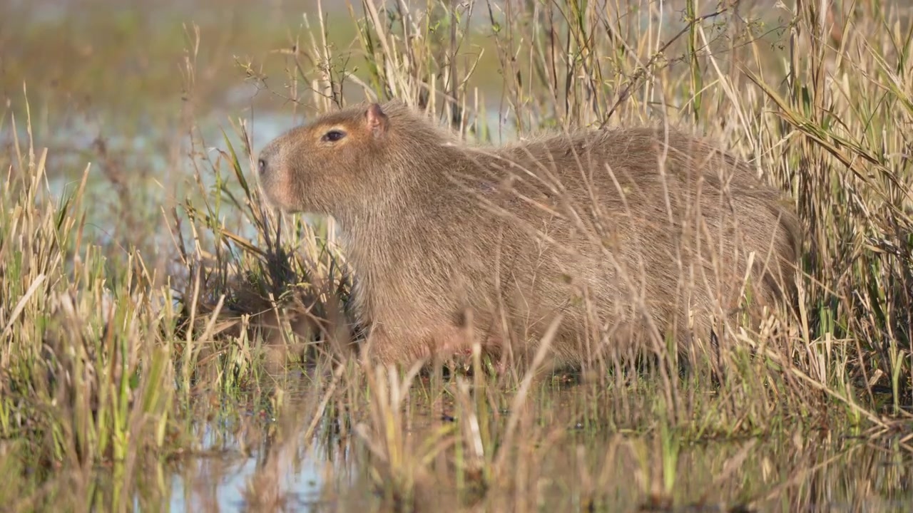 Adult capybara moves slowly through shallow marsh water and tall grasses in the Ibera Wetlands of Argentina, useful for wildlife behavior, habitat, and conservation themes.