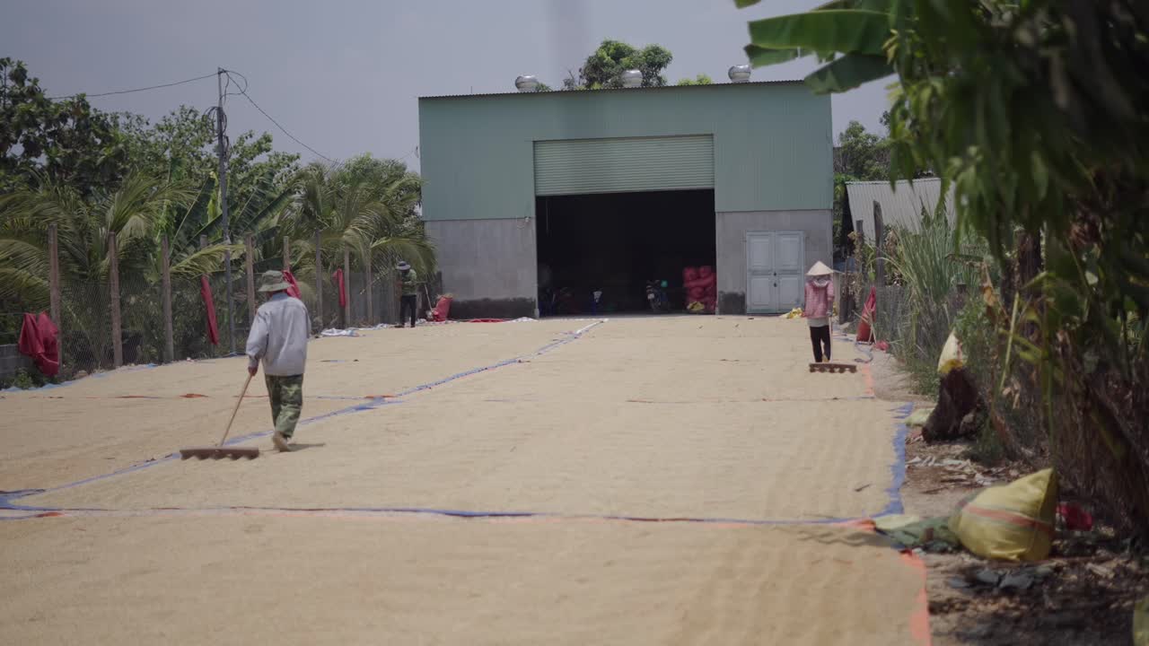 Rice Drying in a Southeast Asian Farm