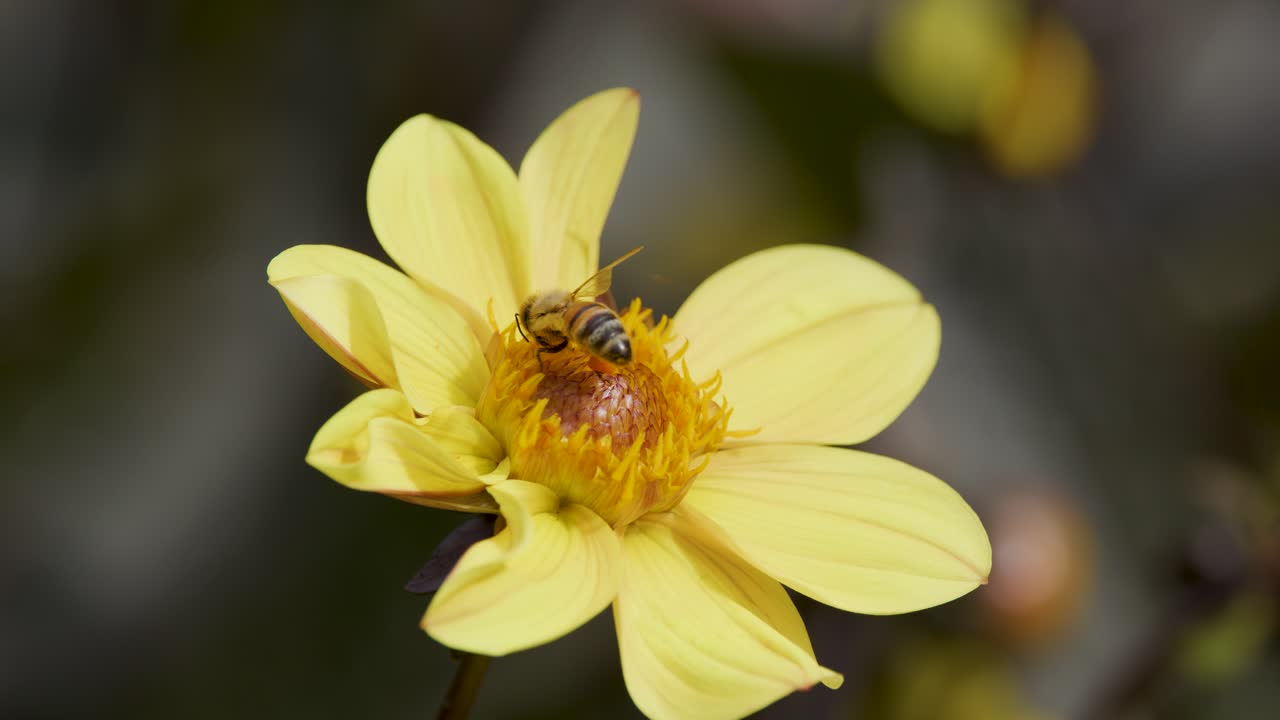 A honey bee gathers pollen from a yellow daisy flower in natural daylight, with shallow depth of field and smooth camera tracking