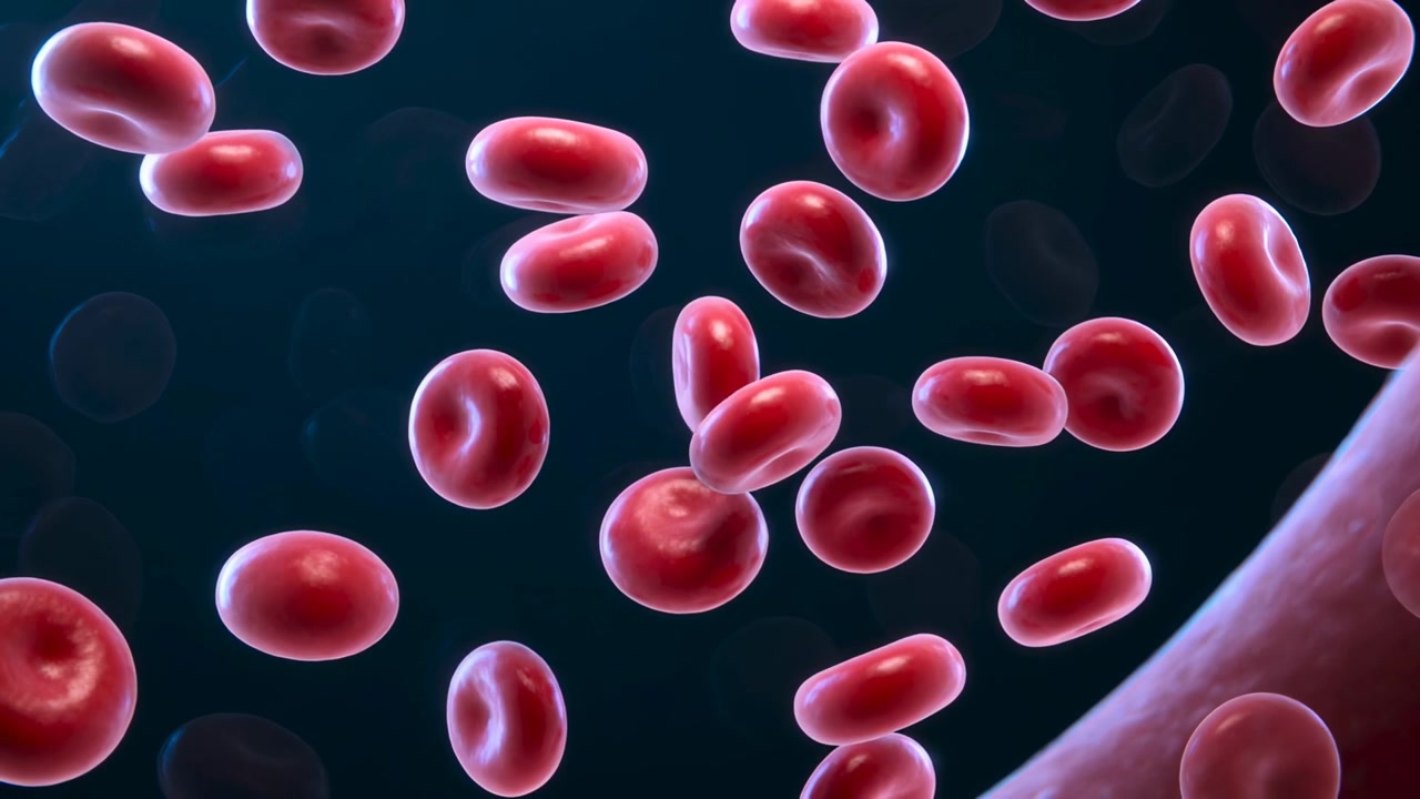 Flowing blood moving red blood cells, rotating and clustering inside blood vessel near vessel wall