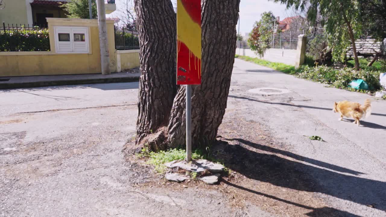 Tilt shot of big old tree growing in the middle of the road, Kifissia, Athens, Greece. Dog passing by