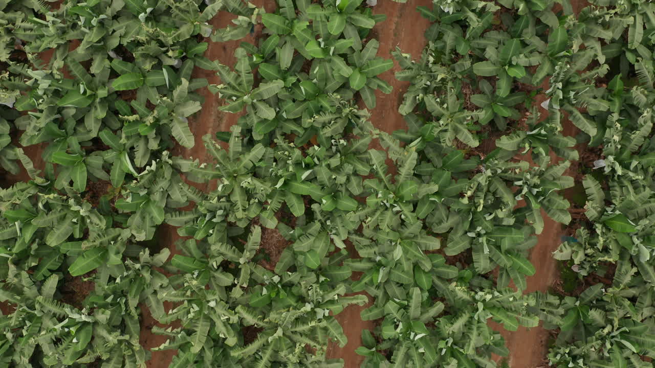 viajando frente al cultivo de banano, caxito en angola, áfrica 1