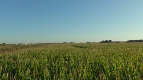 Guinness-Book-of-World-Records-largest-corn-maze-in-Dixon-California-drone-view-1