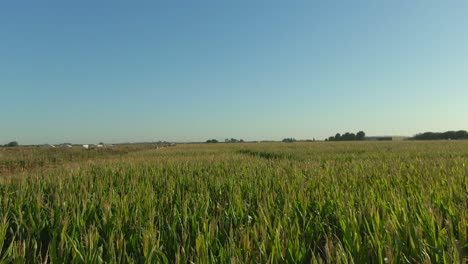 guinness book of world records largest corn maze in dixon california drone view-1