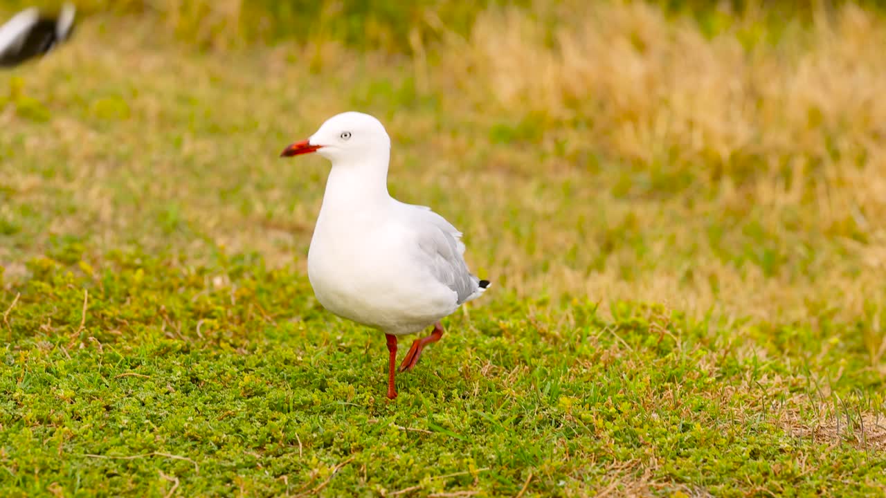 A red-billed gull stands on grassy terrain before taking flight. Bright daylight enhances the natural setting