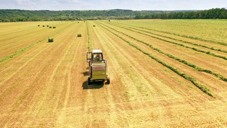 tractor rides on a field in summer. agricultural machinery collects dried grass to feed livestock in winter outdoors. aerial drone shot.