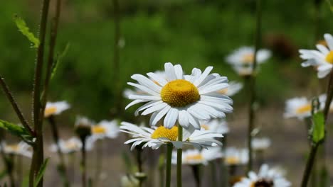 closeup of oxeye daisy, leucanthemum vulgare in early summer