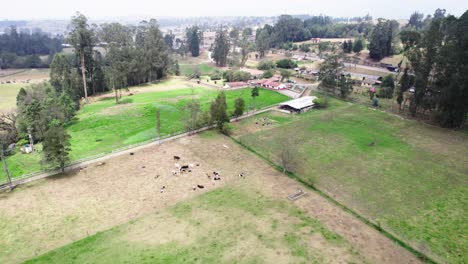 Vista-Aérea-De-Una-Granja-Donde-Las-Vacas-Deambulan-En-Un-Entorno-Verde-Y-Tranquilo---Concepto-Ecológico-Y-Natural