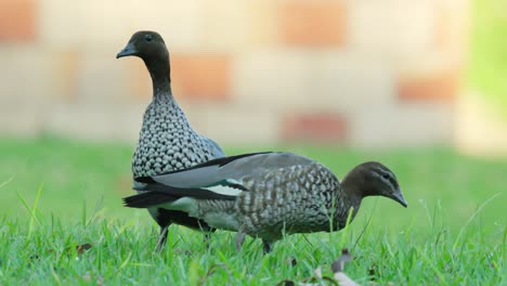 un par de patos de madera australianos comiendo hierba en un parque urbano