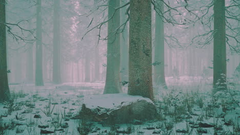 winter forest in the misty mountains