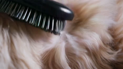 dog grooming with brush