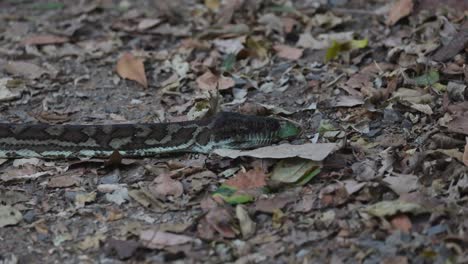 a python moving through leaf litter