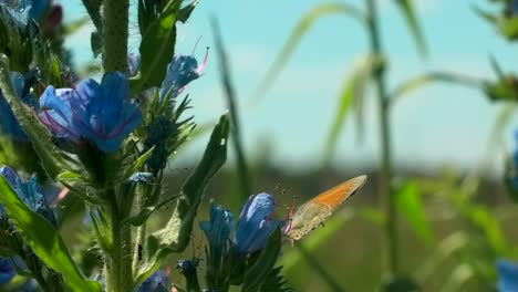 butterfly on a cluster of blue flowers