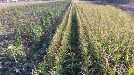 Flying-over-an-urban-corn-field-and-pumpkin-patch