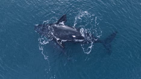 Ballena-Franca-Austral-Madre-Con-Cría-Junto-A-Flotar-Y-Descansar-Sobre-La-Superficie-Del-Mar-Azul