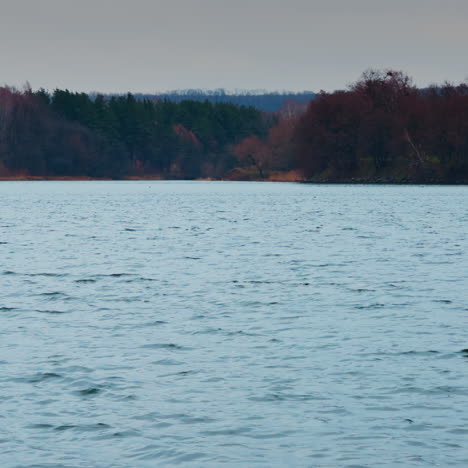 waterscape with dark wooded waterfront at backdrop. dull weather on late autumn daytime on river.