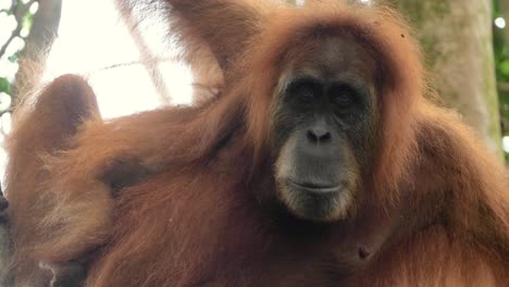 Closeup-shot-of-wild-orangutan-looking-in-the-camera-in-Bukit-Lawang,-Sumatra,-Indonesia