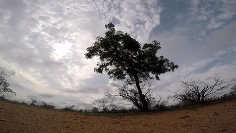time lapse of clouds moving in different directions behind isolated tree in south africa
