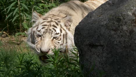 White-Bengal-tiger-chewing-on-carcass---Static-close-up-shot-in-4k