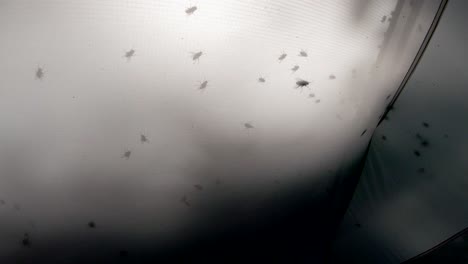 enjambre de moscas en una carpa cerca de la puesta del sol, muñeca pov para cerrar en 4k