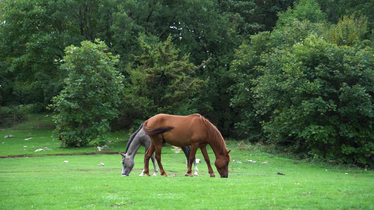 caballos pastando hierba fresca en prado verde cerca de árboles forestales, animales en la naturaleza