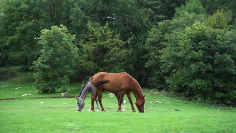 Caballos-Pastando-Hierba-Fresca-En-Prado-Verde-Cerca-De-árboles-Forestales,-Animales-En-La-Naturaleza