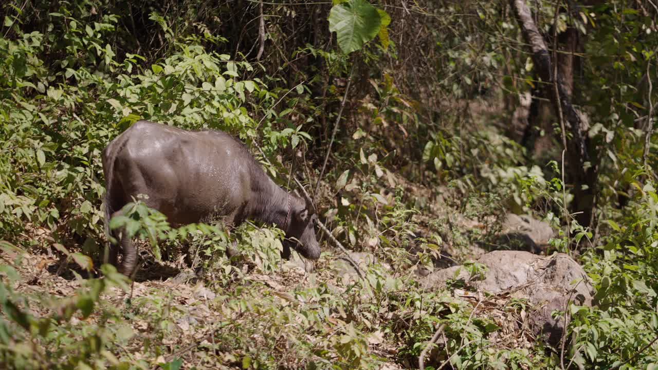 Un bufalo d'acqua cammina attraverso la fitta vegetazione della giungla.