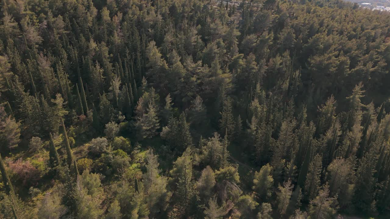 Vista aerea di una foresta lussureggiante sulla montagna di Ymittos in Grecia, pacifica e serena