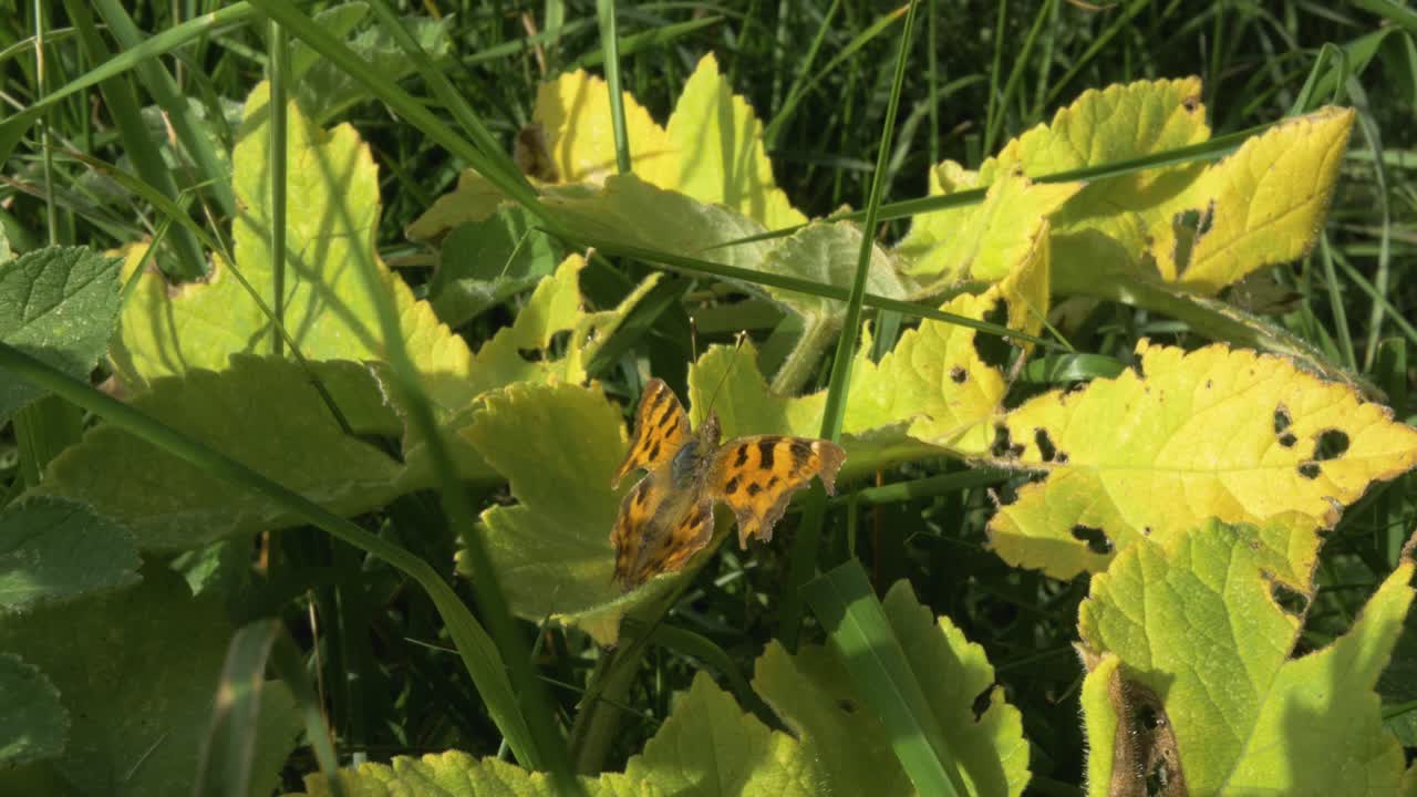 Colorful butterfly resting on leaves midday