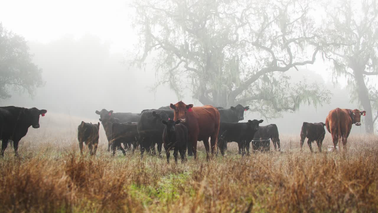 mañana brumosa en un rancho de ganado con una fotógrafa tomando fotos