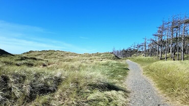 Winding pathway between grassy sand dunes and eroded woodland forest trees under blue sky