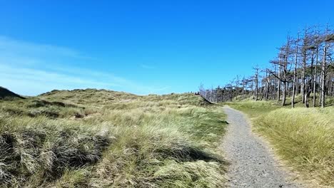 Gewundener-Weg-Zwischen-Grasbewachsenen-Sanddünen-Und-Erodierten-Waldbäumen-Unter-Blauem-Himmel