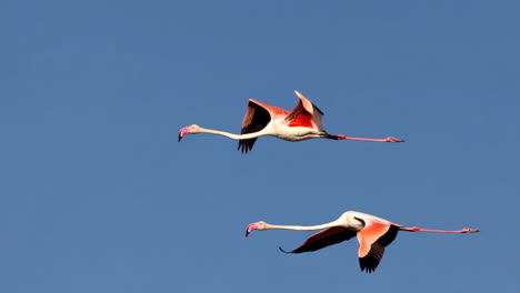 two flamingos flying in a blue sky