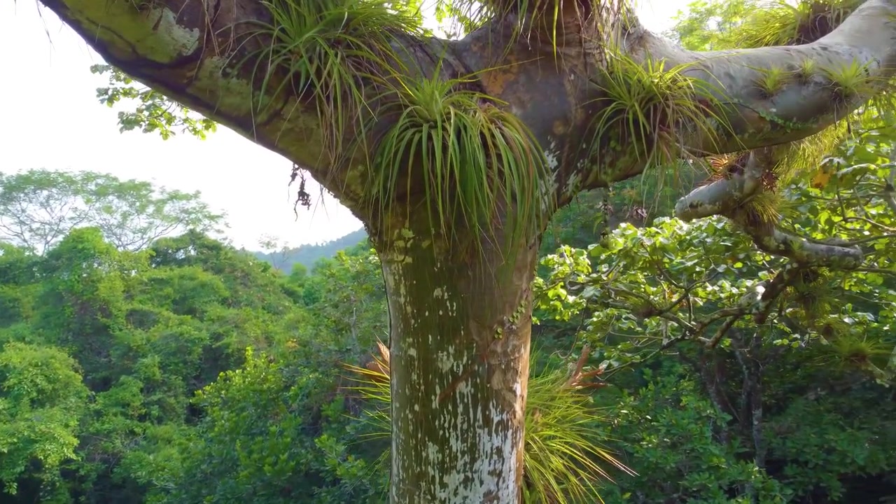 Drone Berputar Mengelilingi Puncak Pohon Asli di Hutan Hujan Kolombia