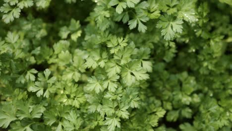 greek parsley herbal background pattern