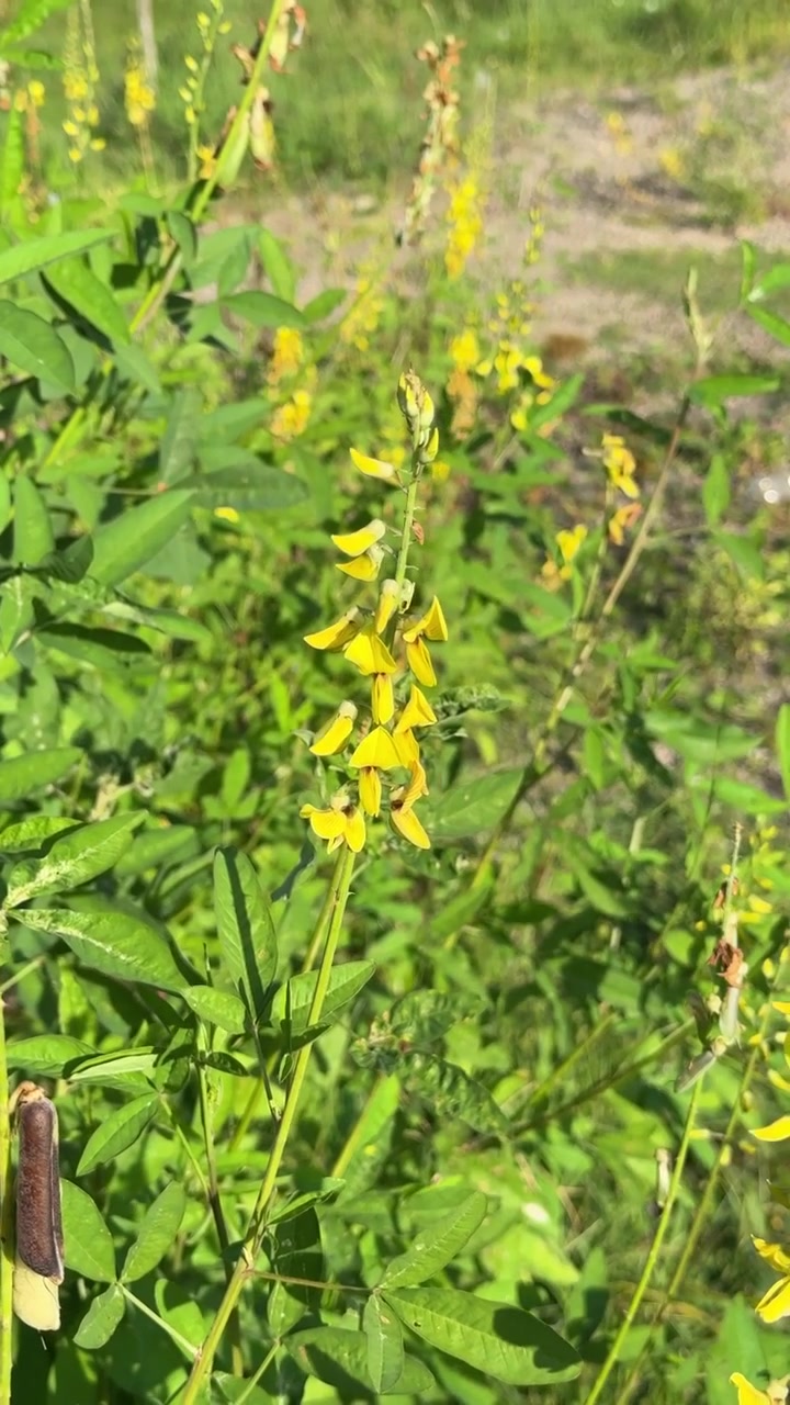 Bombo che impollina fiori di campo gialli in un prato soleggiato