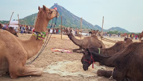 Camels at Pushkar mela camel fair festival in field eating chewing. Pushkar, Rajasthan, India