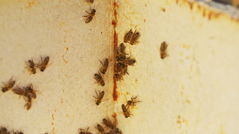 view of bees walking in hive