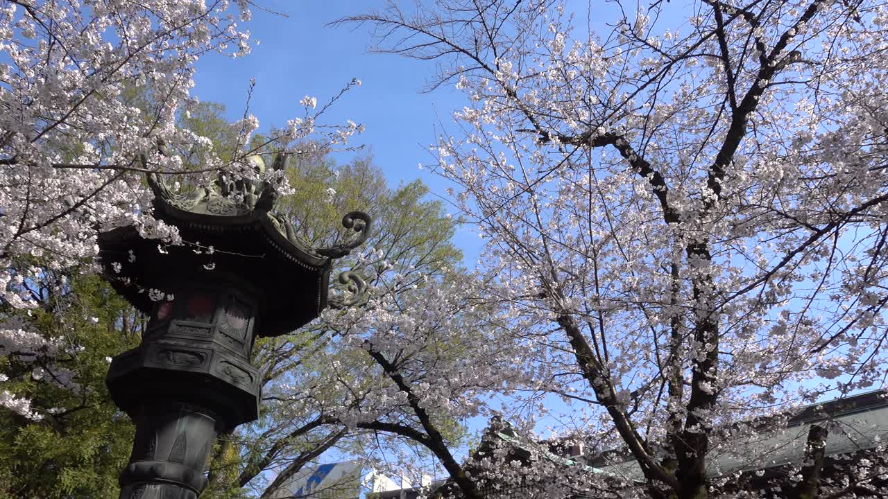 impresionante pan a través de pilares de piedra típicos y árboles de sakura en santuario japonés
