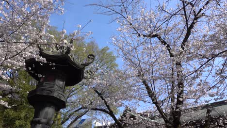 stunning pan across typical stone pillar and sakura trees in japanese shrine