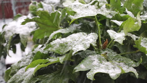 glossy green leaves of a fatsia japonica plant blowing in the wind with falling snow and snow on the leaves