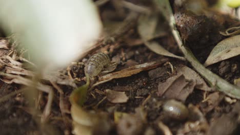 piojo de madera comiendo en la tierra