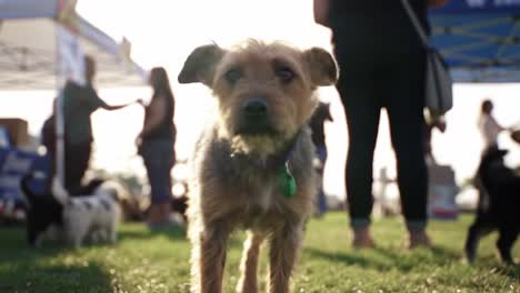a playful dog strolling through a dog event surrounded by fellow canines and enthusiastic visitors, celebrating joy and companionship in the sunshine