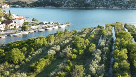 Una-Filmación-Aérea-Hdr-De-árboles-Frutales-Y-Olivos-Que-Crecen-En-Hileras-En-El-Delta-Del-Neretva,-Croacia-Del-Sur