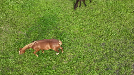 Aerial-close-up-of-two-horses-grazing-in-a-green-pasture