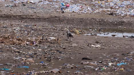 Solo-stray-dog-strolling-over-a-sandy-beach-polluted-with-plastic-waste-and-other-household-trash,-environmental-disaster-in-developing-country